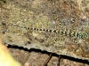 14674132888149