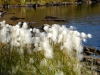 ACT_4-1020425.jpg