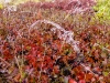 ACT_7-1020612.jpg