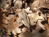 CotedAzur-1000928.jpg