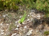 CotedAzur-1000944.jpg
