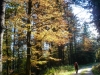 Goldsteig_09_10-1080555