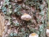 Goldsteig_30_09-1080293