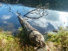 Goldsteig_03_10-1080415