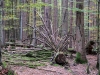 Goldsteig_05_10-9273