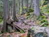 Goldsteig_05_10-9292