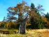 Goldsteig_06_10-1080451