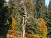 Goldsteig_06_10-9310