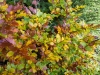 Goldsteig_06_10-9323