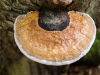 Goldsteig_07_10-9384