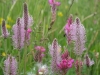 HautesProvence-0796.jpg