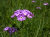 HautesProvence-1010332.jpg