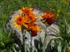 HautesProvence-1010340.jpg