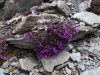 HautesProvence-1010381.jpg