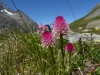 HautesAlpes-1010752.jpg