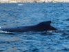 Ilulissat-1030502.jpg