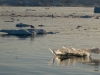 Ilulissat-1793.jpg