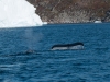 Ilulissat-2106.jpg