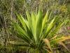 Cuba_X-E1-5989