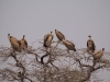 Namibia-15