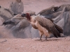 Namibia-16