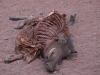 Namibia-17