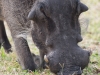 Namibia-21