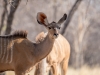 Namibia-31