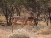 Namibia-4