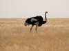 Namibia-41