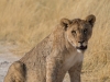 Namibia-43