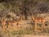 Namibia-5