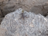 Namibia-50