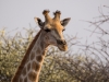Namibia-6