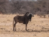 Namibia-9