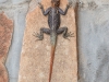 Namibia-90