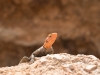 Namibia-56