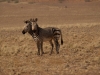 Namibia-70