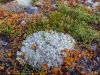 Sisimiut-1020892.jpg