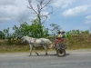Cuba_Lumix-1010198